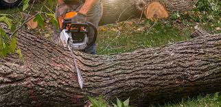 Best Leaf Removal  in Livingston, TX