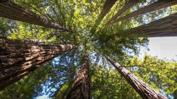 Best Emergency Tree Removal  in Livingston, TX