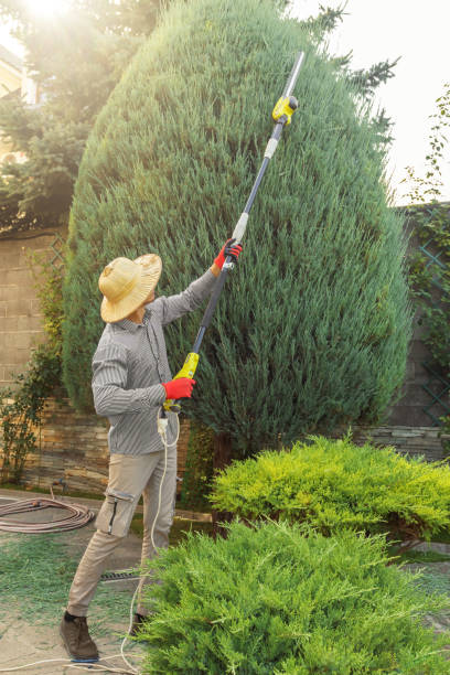 Best Organic Lawn Care Solutions  in Livingston, TX