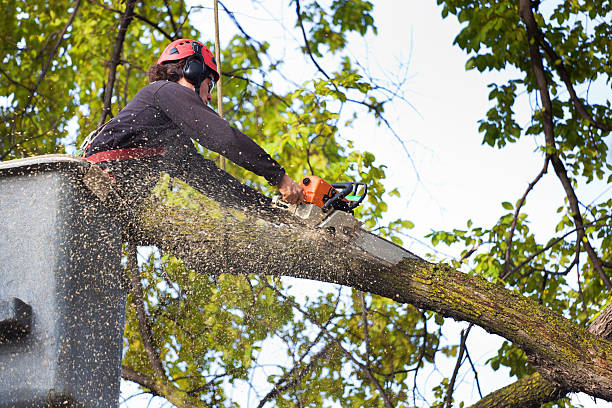 Best Palm Tree Trimming  in Livingston, TX
